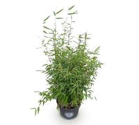 Green boutiQ - Graminées - Fargesia nitida Red Dragon - Bambou - Non envahissant - Vert - 1 Plante - Pot 23 cm - Hauteur 80 cm