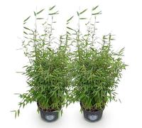 Green boutiQ - Graminées - Fargesia nitida Red Dragon - Bambou - Non envahissant - Vert - 2 Plantes - Pot 23 cm - Hauteur 80 cm