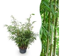 Green boutiQ - Graminées - Fargesia robusta Pingwu - Bambou non envahissant - À feuillage persistant - Vert - 1 plant - Pot de 23 cm - Hauteur 80 cm