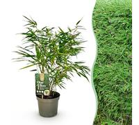 Green boutiQ - Graminées - Fargesia Rufa - Bamboo - Non envahissant - Vert - 1 Plant - Pot 17 cm - Hauteur 60cm
