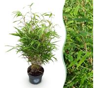 Green boutiQ - Graminées - Fargesia Rufa - Bambou - Non Invasif - Vert - 1 Plante - Pot 23 cm - Hauteur 80 cm