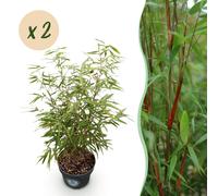 Green boutiQ - Graminées - Fargesia scabrida Asian Wonder - Bambou non envahissant - À feuillage persistant - Vert - 2 plants - Pot de 23 cm - Hauteur 80 cm