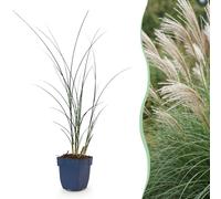 Green boutiQ - Graminées - Miscanthus sin. Gracillimus - Herbe de la Pampa - Avec Épi - Vert - 1 Plantes - Pot 11cm - Hauteur 15-25cm