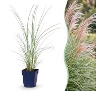 Green boutiQ - Graminées - Miscanthus sin. Morning Light - Herbe de la Pampa - Avec Plumet - Argent - 24 Plantes - Pot de 11cm - Hauteur 15-25cm