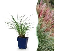 Green boutiQ - Graminées - Miscanthus sin. Red Chief - Phragmites - Avec Plumage - Vert - 24 Plantes - Pot 11cm - Hauteur 15-25cm