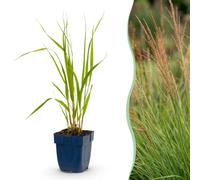 Green boutiQ - Graminées - Molinia caer. Heidebraut - Fétuque - Avec Épi - Vert - 24 Plantes - Pot 11cm - Hauteur 15-25cm