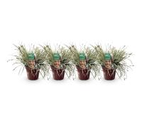 Green boutiQ - Graminées ornementales - Carex oshimensis Everest - Blanc et Vert - 4 Plantes - Persistant - Peu d'Entretien - Pot 17cm Hauteur 50cm