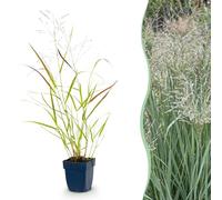 Green boutiQ - Graminées - Panicum virg. Heavy Metal - Herbe des Prairies - Avec Épis - Bleu - 12 Plantes - Pot de 11 cm - Hauteur 15-25 cm