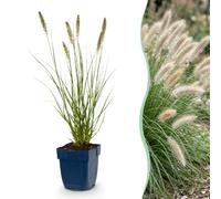 Green boutiQ - Graminées - Pennisetum alop. Hameln - Herbe à lampes - Avec Épis - Vert - 12 Plantes - Pot 11cm - Hauteur 15-25cm