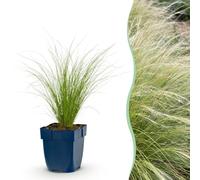 Green boutiQ - Graminées - Stipa tenuissima Ponytails - Herbe à plumes - Persistante - Vert - 24 Plantes - Pot 11cm - Hauteur 15-25cm
