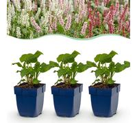 Green boutiQ - Grande plante - Persicaria tricolore - Polygonum - Ombre - Rouge - Rose - Blanc - 12 plantes - Pot de 11 cm - Hauteur de 15 à 25 cm