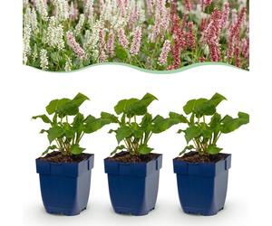 Green boutiQ - Grande plante - Persicaria tricolore - Polygonum - Ombre - Rouge - Rose - Blanc - 12 plantes - Pot de 11 cm - Hauteur de 15 à 25 cm