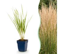 Green boutiQ - Grasse - Calamagrostis Karl Foerster - Roseau des oiseaux - Avec plume - Vert - 12 plants - Pot de 11 cm - Hauteur 15-25 cm