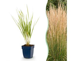 Green boutiQ - Grasse - Calamagrostis Karl Foerster - Roseau des oiseaux - Avec plume - Vert - 12 plants - Pot de 11 cm - Hauteur 15-25 cm