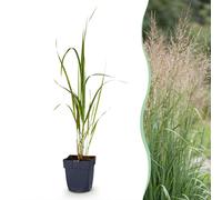 Green boutiQ - Grasse - Molinia Arundo 'Karl Foerster' - Herbe à plumes 'Karl Foerster' - Vert - 12 plants - Pot de 11 cm - Hauteur 15-25 cm