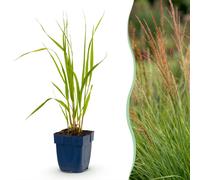 Green boutiQ - Grasse - Molinia caerulea 'Heidebraut' - Molinie bleu 'Heidebraut' - Avec plume - Vert - 12 plants - Pot de 11 cm - Hauteur 15-25 cm