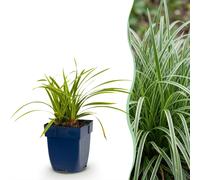 Green boutiQ - Grassen - Carex morrowii Ice Dance - Jonc du Japon - Persistant - Vert crème - 24 plants - Pot de 11 cm - Hauteur 15-25 cm