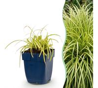 Green boutiQ - Grassen - Carex oshimensis Evergold - Jonc du Japon - Persistant - Jaune-vert - 24 plants - Pot de 11 cm - Hauteur 15-25 cm