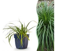 Green boutiQ - Grassen - Carex oshimensis (Éviguier d'Oshima) - Plante persistante - Vert - 24 plants - Pot de 11 cm - Hauteur 15-25 cm