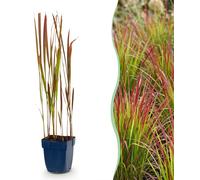 Green boutiQ - Grassen - Imperata cylindrica Red Baron - Herbe de sang japonaise - Exsudats rouges - Rouge - 24 plants - Pot de 11 cm - Hauteur 15-25 cm