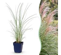Green boutiQ - Grassen - Miscanthus sinensis 'Morning Light' - Herbe aux plumes - Variété 'Met Pluim' - Argenté - 12 plants - Pot de 11 cm - Hauteur : 15-25 cm