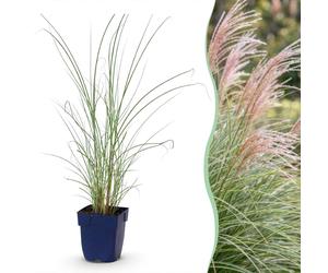 Green boutiQ - Grassen - Miscanthus sinensis 'Morning Light' - Herbe aux plumes - Variété 'Met Pluim' - Argenté - 24 plants - Pot de 11 cm - Hauteur : 15-25 cm