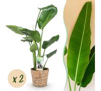 Green BoutiQ - Green, c'est... Plantes d'intérieur - Stelitzia Nicolai - Fleur de l'oiseau de paradis - Peu d'entretien - avec panier - Vert - 2 plantes - Pot de 17 cm - Hauteur 70-90 cm