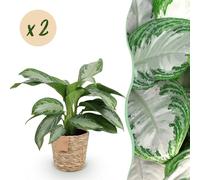 Green BoutiQ - Green is... Plantes d'intérieur - Aglaonema Silver Bay - Feuilles argentées - Peu d'entretien - avec panier - Vert - 2 plantes - Pot 17 cm - Hauteur 70-75 cm
