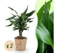 Green BoutiQ - Green is... Plantes d'intérieur - Dracaena fragrans Steudneri - Arbre à sang de dragon - Peu d'entretien - avec panier - Vert - 2 plantes - Pot 17 cm - Hauteur 50-55 cm