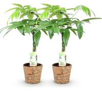 Green BoutiQ - Green is... Plantes d'intérieur - Pachira Aquatica à tronc tressé - Arbre à argent - Peu d'entretien - avec panier - Vert - 2 plantes - Pot 17 cm - Hauteur 60-70 cm