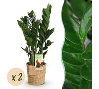 Green BoutiQ - Green is... Plantes d'intérieur - Zamioculcas - ZZ - Peu d'entretien - avec panier - Vert - 2 plantes - Pot 17 cm - Hauteur 65-75 cm