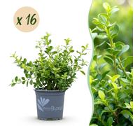 Green boutiQ - Haie de buis - BetterBuxus Babylon Beauty - Résistant à la maladie du buis - 16 plants - 2 mètres linéaires - pot de 9 cm, hauteur 20-25 cm
