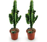 Green boutiQ - Kamerplant - Euphorbia eritrea - Afrikaanse melkboom - Weinig onderhoud - Groen - 2 - Pot 17cm - Hoogte 60cm