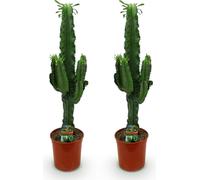 Green boutiQ - Kamerplant - Euphorbia eritrea - Afrikaanse melkboom - Weinig onderhoud - Groen - 2 - Pot 19cm - Hoogte 70cm