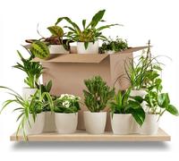 Green boutiQ - Kamerplant - Groene Verrassingsbox - Weinig onderhoud - 12 Planten - met Potter Wit- Pot 10,5 - 12cm - Hoogte 15 - 45cm