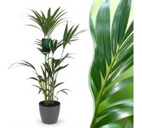 Green boutiQ - Kamerplant - Howea Forsteriana - Kentia Palm - Weinig Onderhoud - Groen - 1 Plant - met Potter Grijs - Pot 21cm - Hoogte 120-130cm