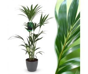 Green boutiQ - Kamerplant - Howea Forsteriana - Kentia Palm - Weinig Onderhoud - Groen - 1 Plant - met Potter Grijs - Pot 21cm - Hoogte 120-130cm