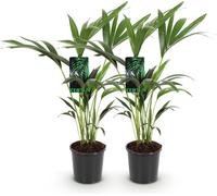 Green boutiQ - Kamerplant - Howea Forsteriana - Kentia Palm - Weinig Onderhoud - Groen - 2 planten - Pot 17cm - Hoogte 70-75cm
