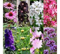 Green boutiQ - Kit de bordure - Attire les abeilles et les papillons - 24 plantes vivaces - 3 m² - Couleurs variées - Peu d'entretien - Pot de 11 cm