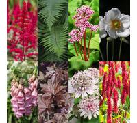Green boutiQ - Kit de bordure - Ombre - 24 plantes vivaces - 3 m² - Couleurs variées - Peu d'entretien - Pot de 11 cm