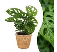 Green boutiQ - Monstera Adansonii - Monstera Adansonii - 1 Plant - met Mand - Pot 12cm - Hoogte - 25cm