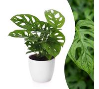 Green boutiQ - Monstera Adansonii - Monstera Adansonii - 1 Plant - met Potter Wit - Pot 12cm - Hoogte - 25cm