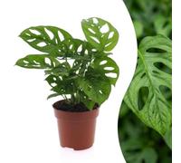 Green boutiQ - Monstera Adansonii - Monstera Adansonii - 1 Plant - Pot 12cm - Hauteur - 25cm