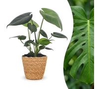 Green boutiQ - Monstera Deliciosa - Monstera Deliciosa - 1 Plant - avec Panier - Pot 12cm - Hauteur 30cm