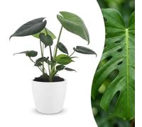 Green boutiQ - Monstera Deliciosa - Monstera Deliciosa - 1 Plant - avec Pot Blanc - Pot 12cm - Hauteur - 30cm