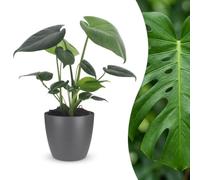 Green boutiQ - Monstera Deliciosa - Monstera Deliciosa - 1 Plant - avec Pot Gris - Pot 12cm - Hauteur - 30cm