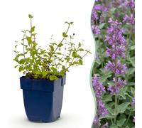 Green boutiQ - Nepeta racemosa (Perennial) - Menthe à chat - Attire les abeilles et les papillons - Fleurs bleues - 24 plants - Pot de 11 cm - Hauteur : 15-25 cm