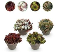 Green boutiQ - Plante couvre-sol - Rustique - Sempervivum Big Sam - 4 Plantes - Couleurs variées - Peu d'entretien - Pot 14cm Hauteur 17cm