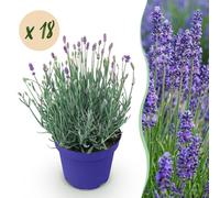 Green boutiQ - Plante de jardin - Lavandula angustifolia Hidcote - Lavande - Rustique - Violet - 18 plants - Pot de 12 cm - Hauteur 15-25 cm