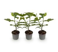 Green boutiQ - Plante de jardin - Magnolia soulangeana - Fleurs Roses - 3 Plantes - Caduc - Peu d'Entretien - Pot 12cm Hauteur 30cm